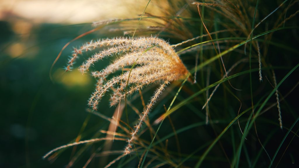 a close up of a plant with long grass