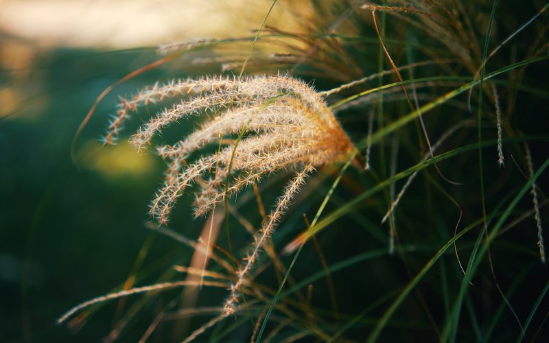 a close up of a plant with long grass